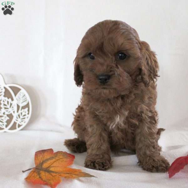 Bonnie, Cavapoo Puppy